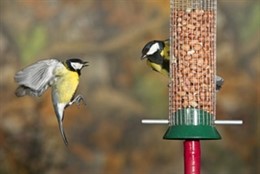 Ornitólogos de jardín