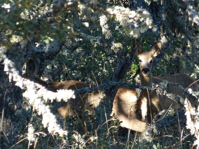 Corzos, madre y cría de corzo en el monte