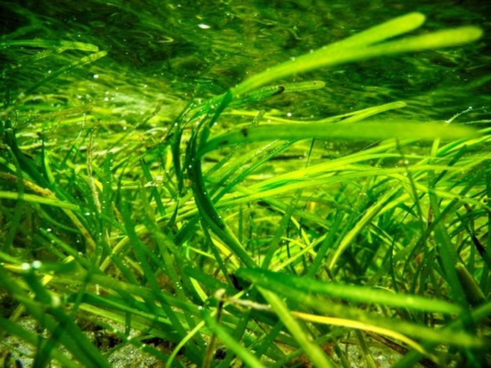 Fanerógamas marinas 