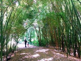 Turismo verde naturaleza bosque niño turistas mochila paseo málaga