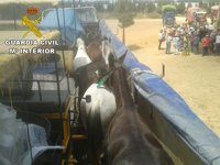 Denuncian al propietario de un tráiler por transportar caballos de forma irregular camino de El Rocío