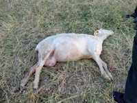 Tres ovejas muertas y otras cinco heridas en Lumbrales
