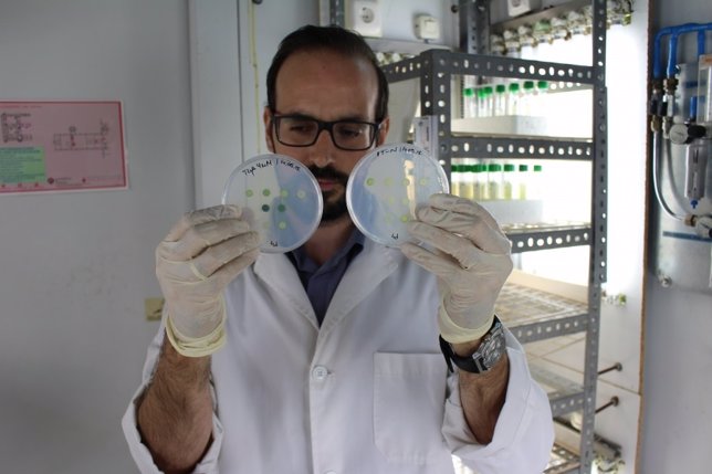 Un investigador coteja dos placas con muestras de 'Chlamydomons reinhardtii'