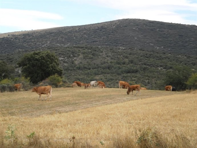 Vacas      