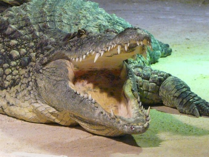 Cocodrilo en el Acuario Fluvial