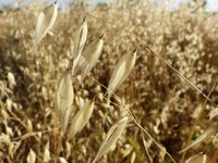 Un total de 80 olas de calor se han registrado en España en 40 años