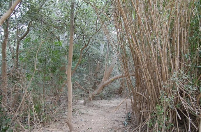 Bosque de ribera recuperado tras la riada del Ebro