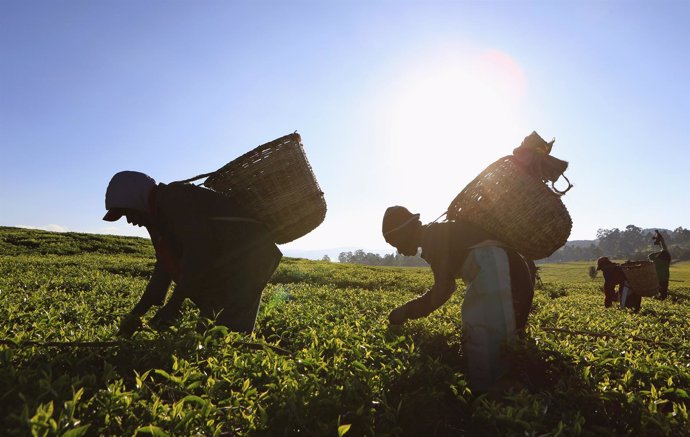 Campesinos recogiendo la cosecha en una plantación de Kenia