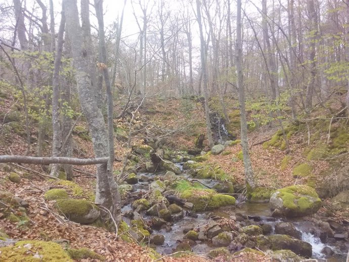 Parque Natural de Sierra Cebollera hayedo