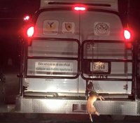 Funcionarios mexicanos cuelgan a un perro de una camioneta de presos