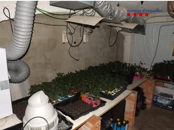 Plantación de marihuana en una masía de Alella (Barcelona)