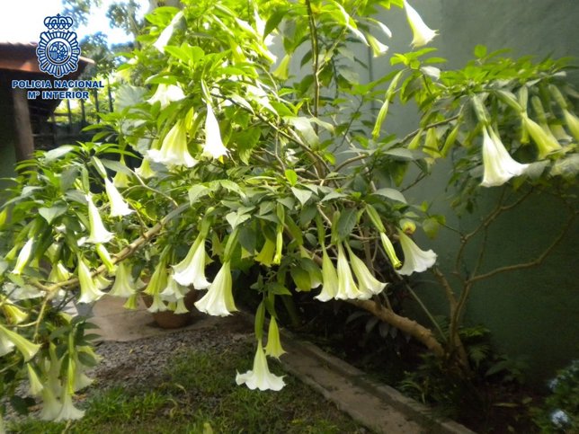 Planta de 'burundanga'