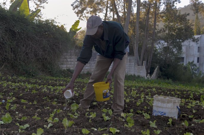 Un agricultor haitiano recoge la cosecha a las afueras de Puerto Príncipe