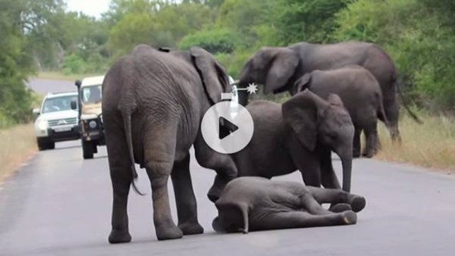 Un elefante bebé es rescatado por su manada