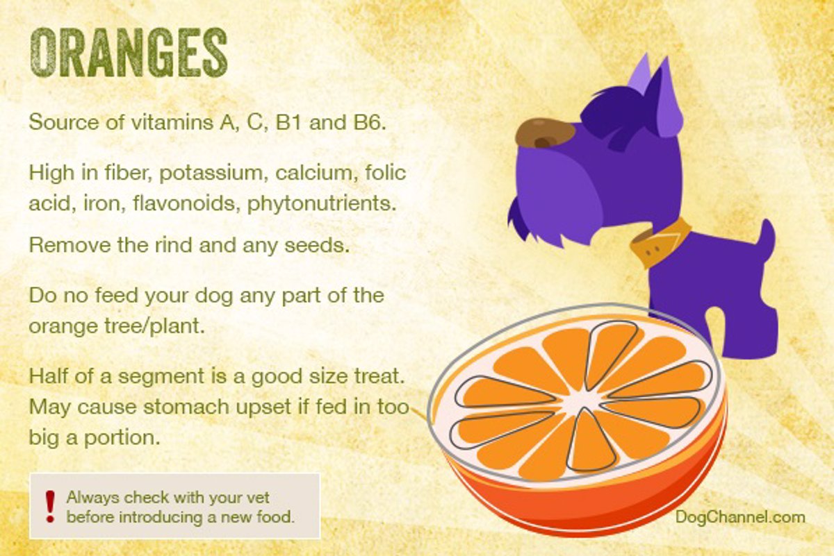 ¿Los Perros Pueden Comer Naranja?