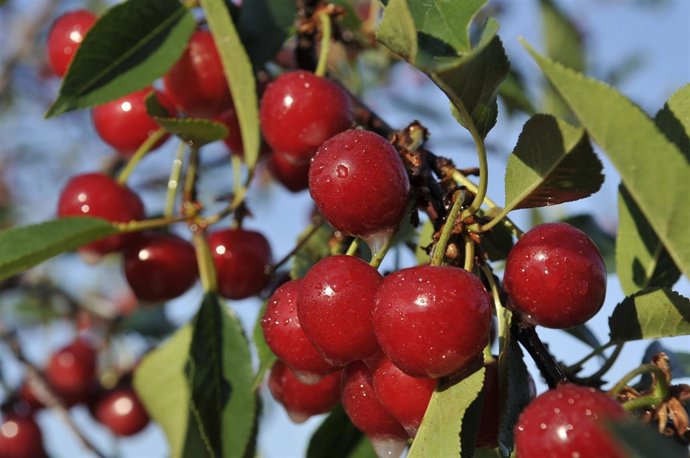 Las cerezas del Valle del Jerte, protagonistas del Museo Chicote