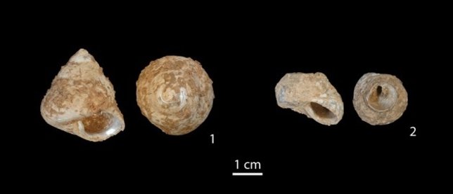 Conchas abiertas con herramientas paleolíticas