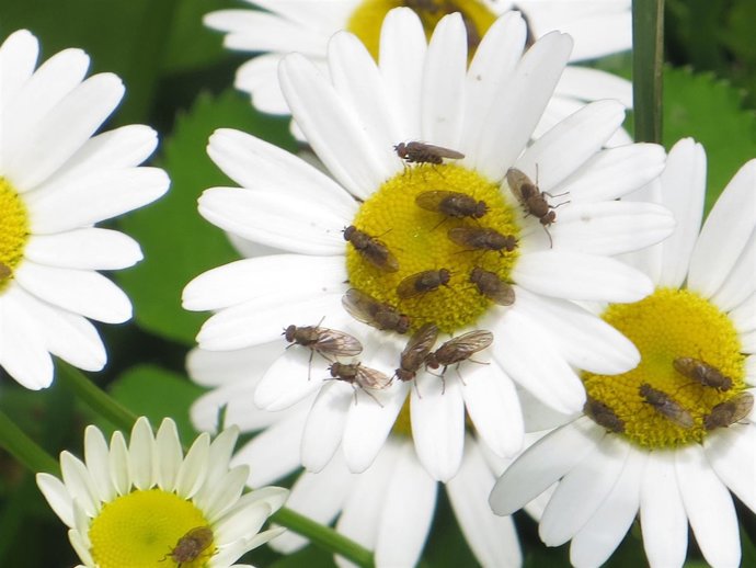 Imagen 'En un país multicolor'