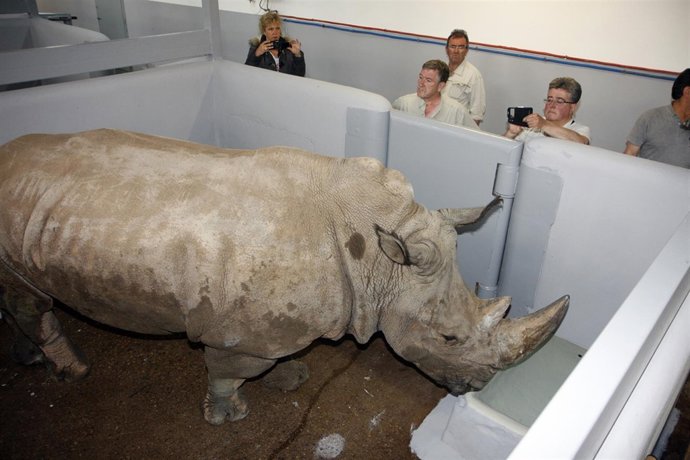 Nuevo rinoceronte en Cabárceno
