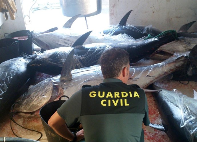 La Guardia Civil decomisa en aguas de San Pedro del Pinatar ocho atunes rojos 