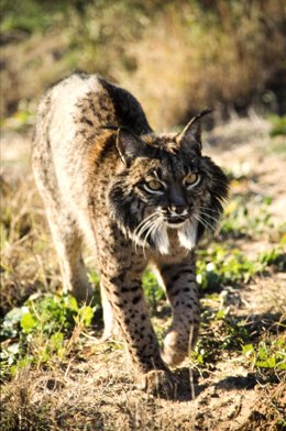 Lince ibérico