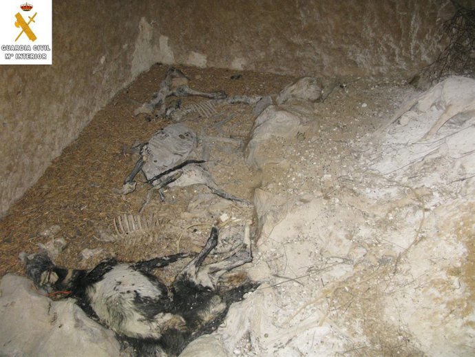 Restos de galgos hallados en la bodega de Santervás.