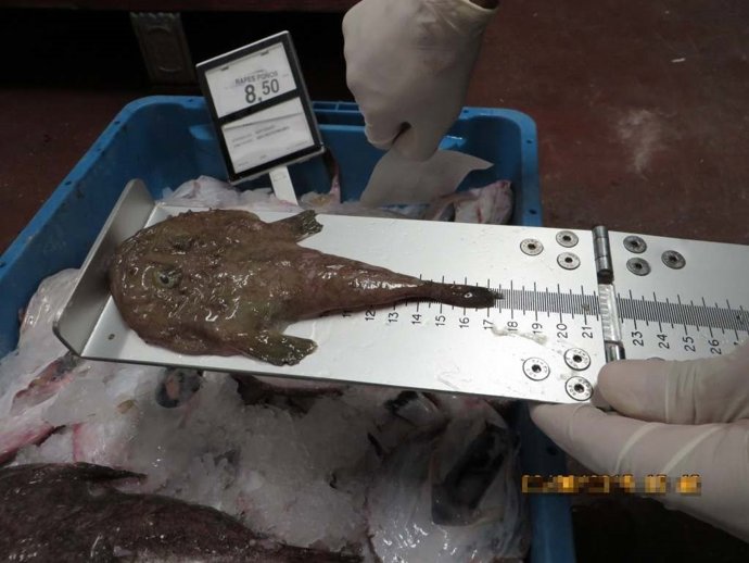 Sucesos.- La Guardia Civil decomisa más de cinco kilos de pescado inmaduro