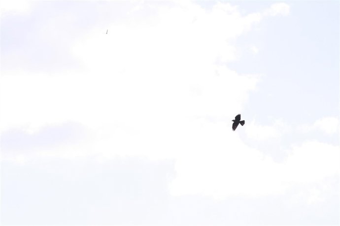 Cuervo, Pájaro, Pajarito