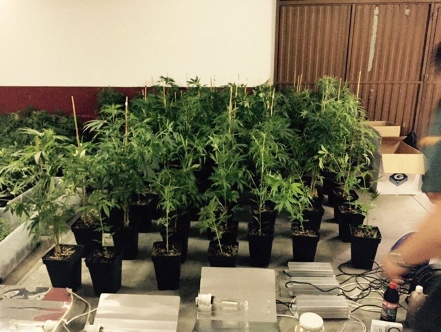 Marihuana intervenida a un vecino de Monforte de Lemos (Lugo).