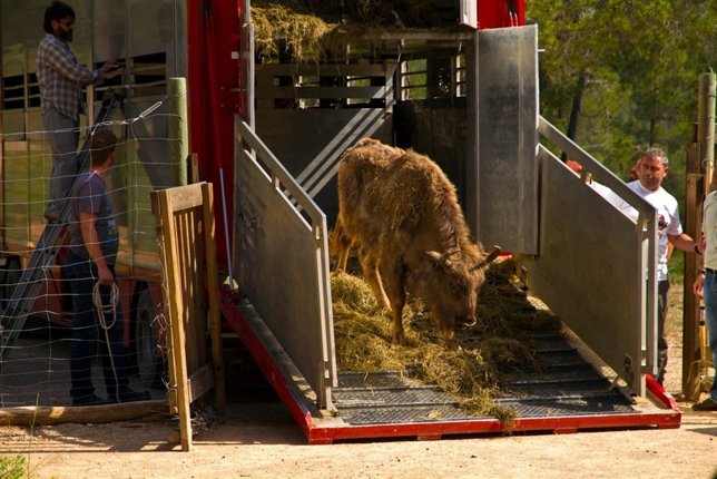 Traslado de bisontes a la reserva de Benagéber