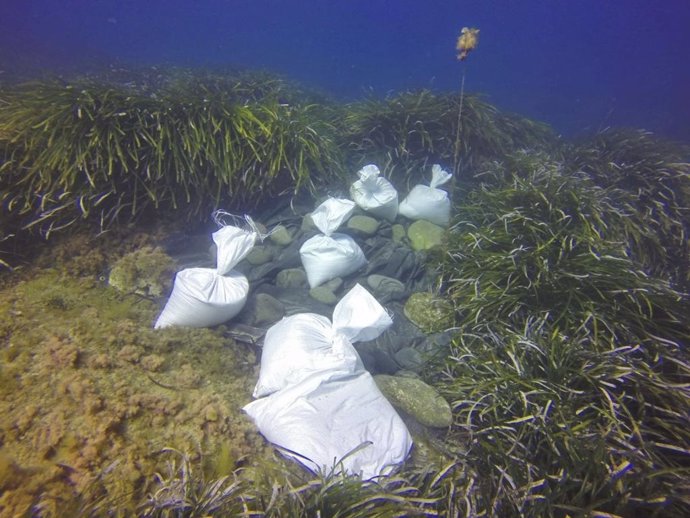 Erradicación de un alga invasora en aguas de Cabo de Gata