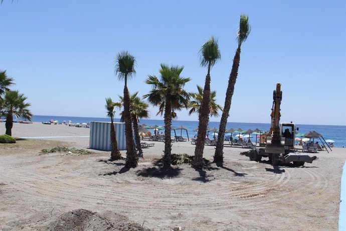 Nuevo oasis con palmeras naturales en la playa sexitana.