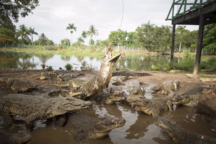 Cuban crocodiles react as a veterinarian hangs a bait over them in a hatchery at