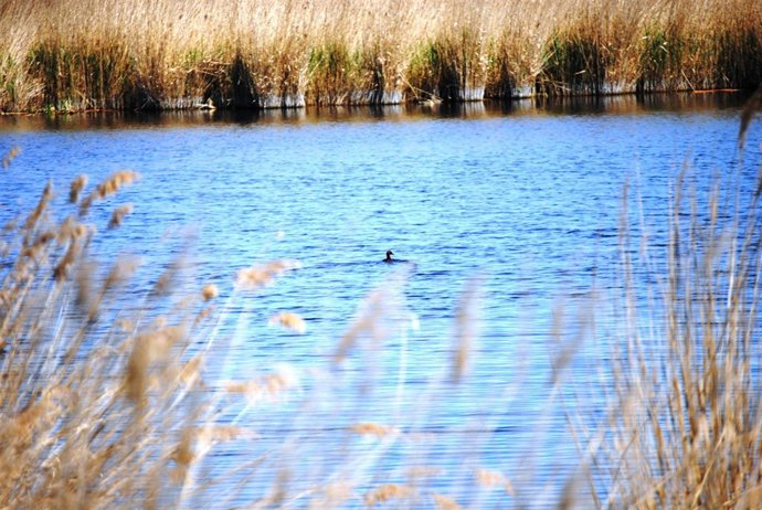 Porrón pardo en la reserva de Utxesa (Lleida)