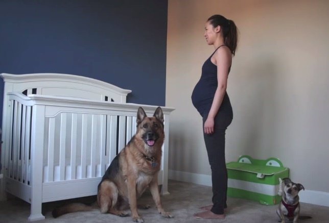 Embarazo en time-lapse con dos perros