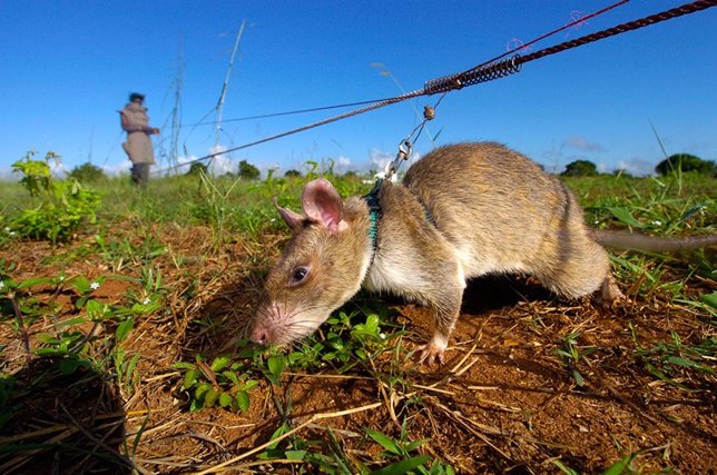 HeroRats, las ratas que detectan minas y la tuberculosis