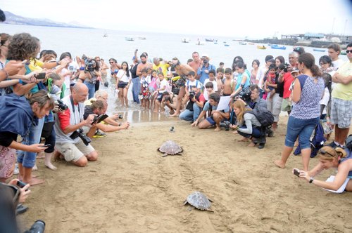 Suelta de tortugas en Las Palmas de Gran Canaria