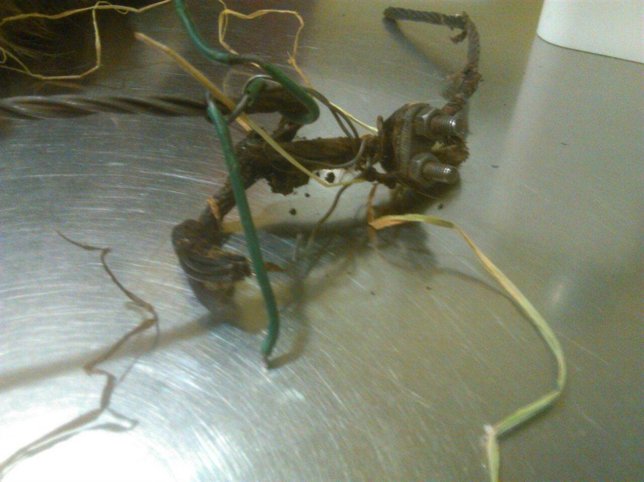 Perros afectados con lazos.