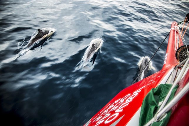 El Mapfre escoltado por delfines en la costa portuguesa