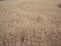 UPA-COAG solicita el adelanto de la cosecha de cereal