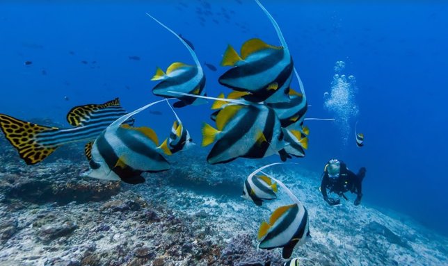 Google: visitar las profundidades del océano es posible con Street View