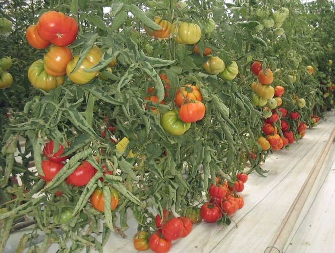 Tomates en un producción alicantina