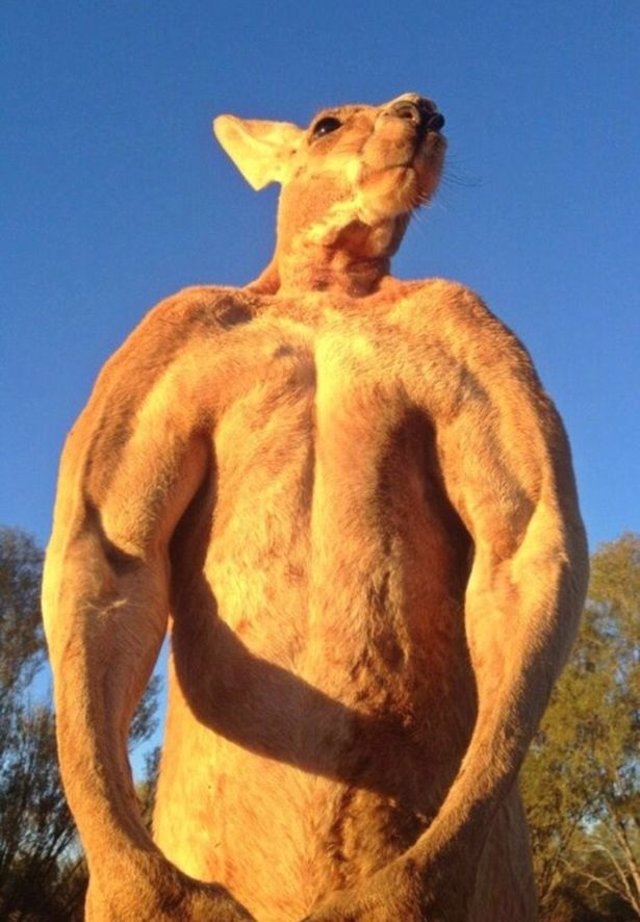 Roger-the-Kangaroo
