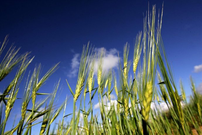 Trigo, avena y mijo los cereales esenciales para el cuidado del pelo Weleda