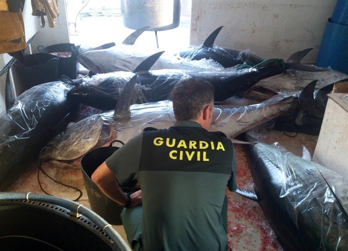 Entrega de atunes rojos intervenidos