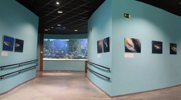 Exposición sobre el tiburón blanco en el Acuario de Sevilla