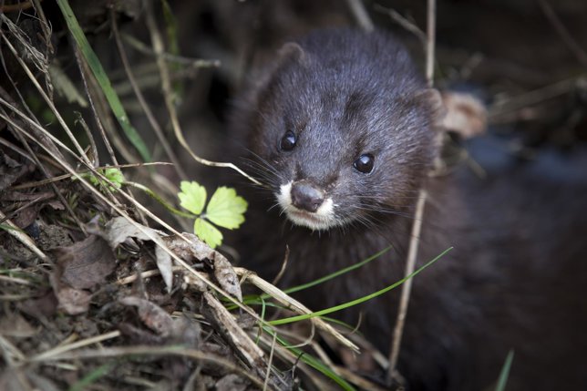 Visón europeo.