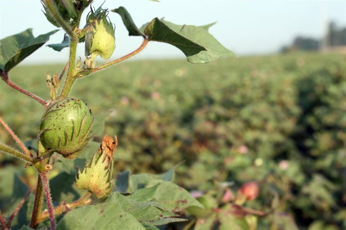 Plantación de algodón en Andalucía