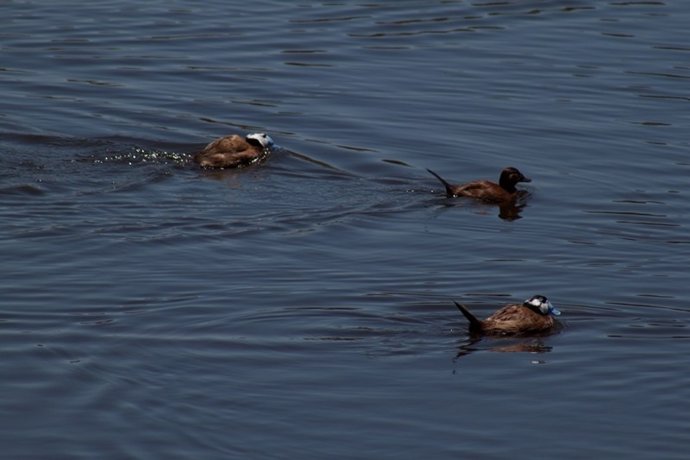 Malvasía cabeciblanca
