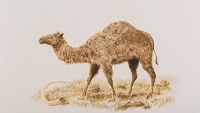 Camello occidental de la Edad de Hielo